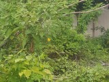 Rose Hill, St. Ann, Jamaica - Residential lot for Sale